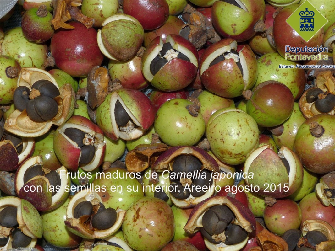 Recolección semillas >> 2015(25agost)-Tama-no-ura-Areeiro (2pq)[1].jpg